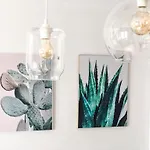 Cactus *